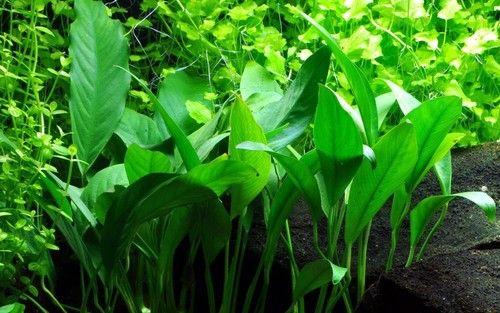 Plante aquarium anubias - d’aquarium,