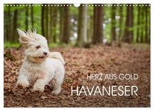 Bichon havanais - cœur d'or (Calendrier mural 2026 DIN A3 horizontal), CALVENDO 