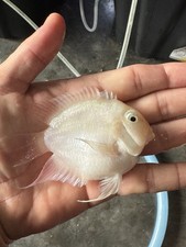 Live Tropical Snow White Cichlids 