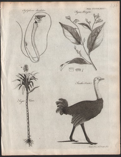 1797 rare gravure oiseaux - rare,