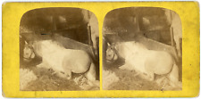 Stereo, Lyon, Two Horses in a Stable Vintage Stereo Card - Album Print