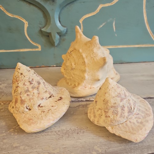 Coquillages