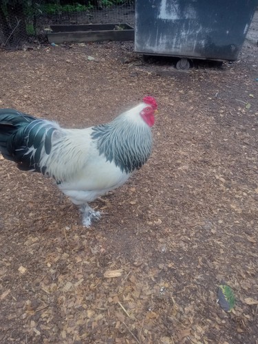Light brahma hatching - light,