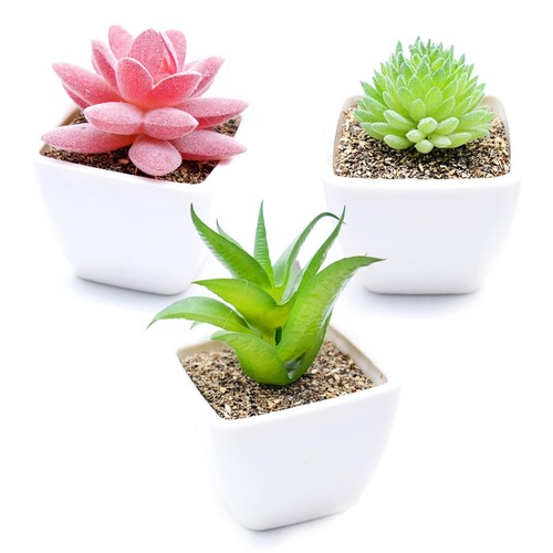Plantes succulentes - plantes,