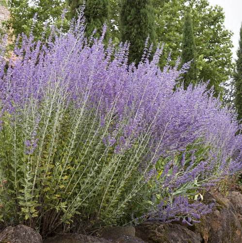 Russian sage live plant 1 - plant,
