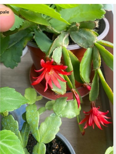 Cactus pâques - pâques,