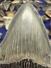 SHARP 4.9” MEGALODON Shark Tooth NATURAL FOSSIL RARE SOUTH CAROLINA
