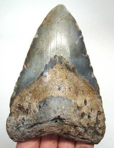 Megalodon shark tooth real - shark,