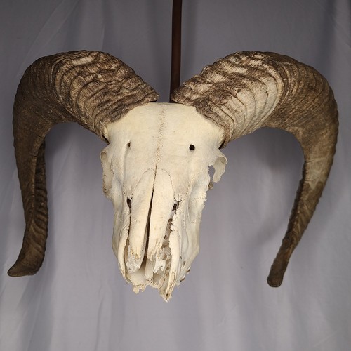 Mouflon ram skull european - mouflon,