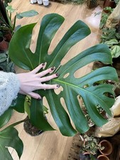 Large Monstera Deliciosa Cutting - Tropical - Swiss Cheese Plant - Free Shipping