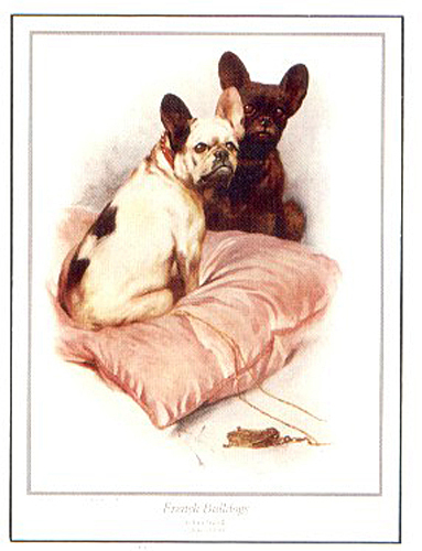 French bulldog frenchi - bulldog,