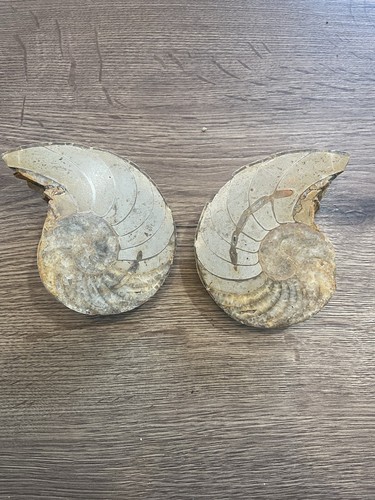 Nautile ammonite fossile - ammonite,