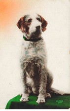 Animals - Dog - Portrait of a Sitting Breton Spaniel