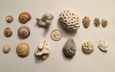SHELLS CORAL SNAIL & OTHER
