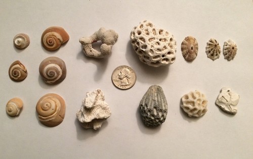 Shells coral snail - coral,