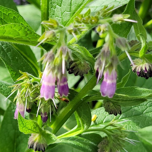 Russian bocking symphytum - bocking, 14