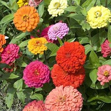 35 GIANT CALIFORNIA ZINNA MIX NON GMO FREESHIPPING & TRACKING