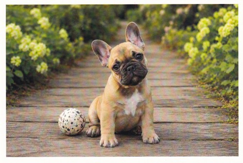 Carte postale chiot - 🦬carte,