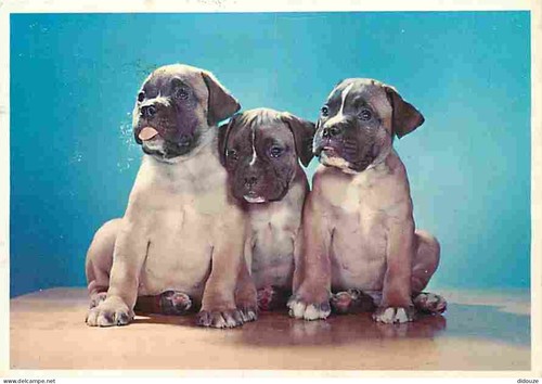 Carte postale animaux - carte,