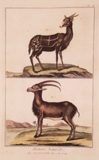 Daim Tragelato Strié Chamois Imbabala Cape Manteau Baratti Afrique Sud 770