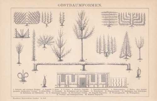 Formes taille arbre - formes,
