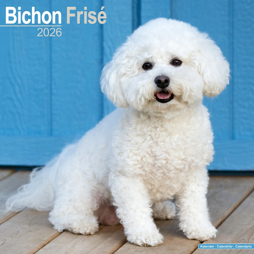Calendrier 2026 bichon frise - -,