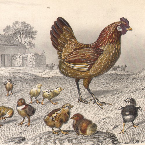 1853 gravure aquarellée - gravure,