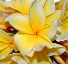 Plumeria alba cv YELLOW