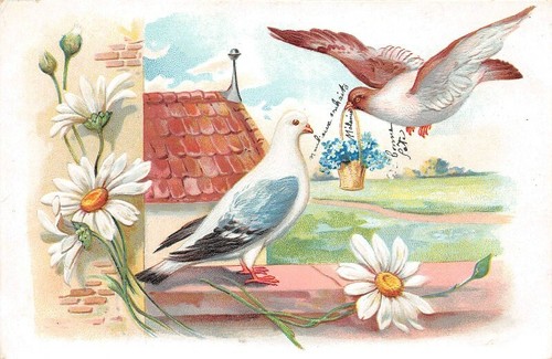 Fantaisie pigeons sur - un, mur