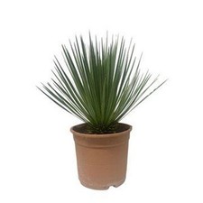 Yucca Rostrata 60 cm | Pot