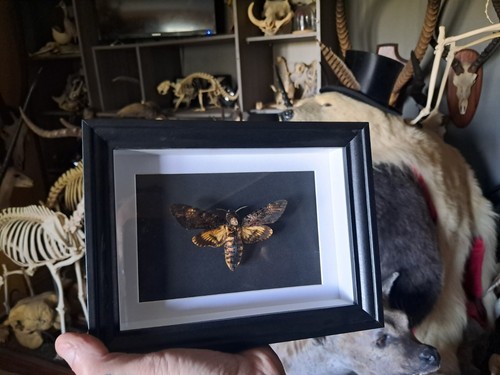 Papillon sphinx tête - papillon,