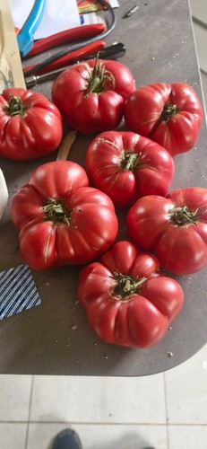 Semences tomate brandy wine - semences,