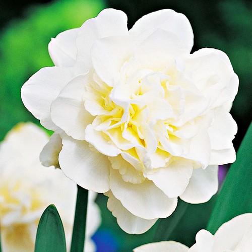 Bulbes narcisses doubles - bulbes,