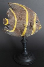 Cabinet of Curiosities Naturalized Fish Pomacanthus Arcuatus on Base