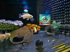 BEAUTFUL ELECTRIC YELLOW LAB CICHLID  1.5" To 2" (Labidochromis caeruleus)