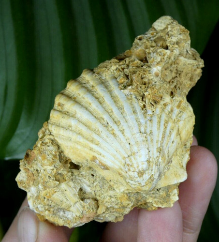 Coquille saint jacques - coquille, fossile