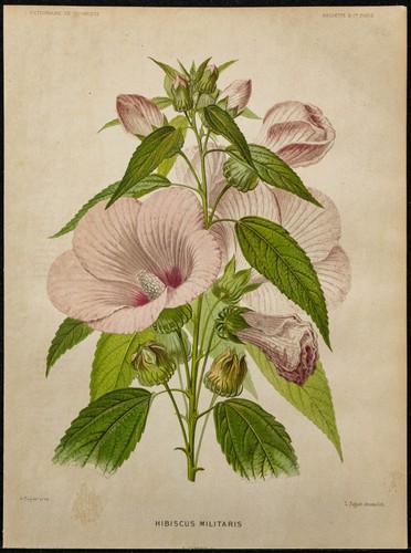 1891 hibiscus des - hibiscus,