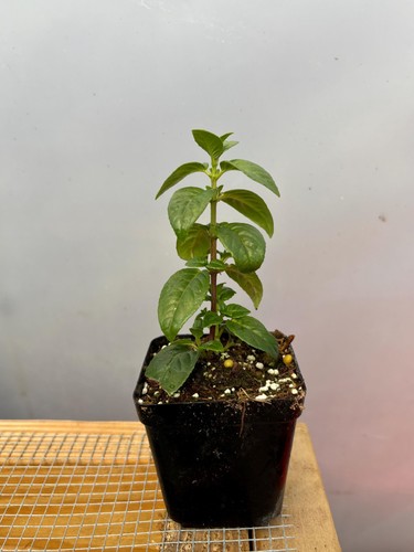 Fuchsia live plants el - live,