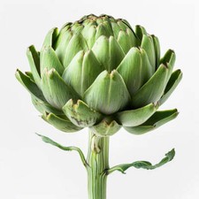 35 Graines d'Artichaut -