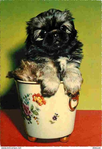 Carte postale animaux - animaux,