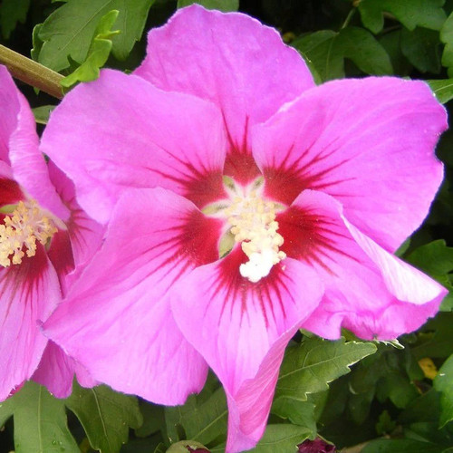 Hibiscus syriacus wood - hibiscus, 'wood