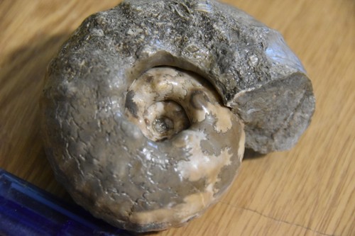 Grande ammonite paramammites - ammonite,