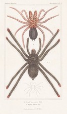 Mygale Avicularia Araignées