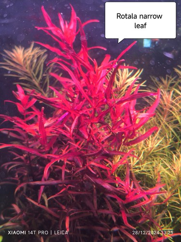 Brin de rotala - 💥💥,