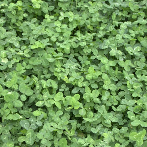 Trèfle blanc trifolium - trèfle, (trifolium