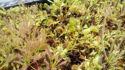 Plantes carnivores dionaea - plantes,