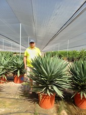 gros yucca gloriosa lone star