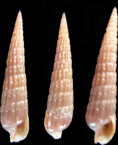 Coquillage collection - de,