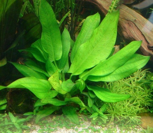 Petite echinodorus avant plan - echinodorus,
