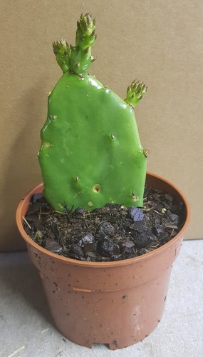 Opuntia ficus indica figuier - ficus-indica, /